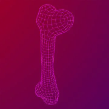 Anatomy Dog Bone object. Wireframe low poly mesh Stock Illustration