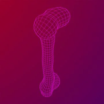 Anatomy Dog Bone object. Wireframe low poly mesh Stock Illustration