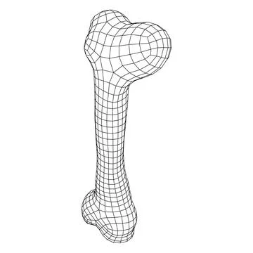 Anatomy Dog Bone object. Wireframe low poly mesh Stock Illustration