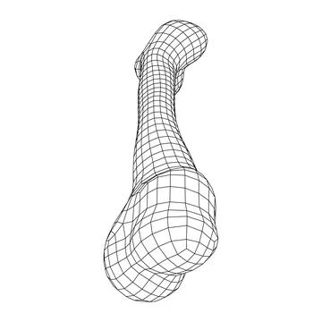 Anatomy Dog Bone object. Wireframe low poly mesh Stock Illustration