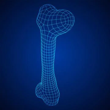 Anatomy Dog Bone object. Wireframe low poly mesh Stock Illustration