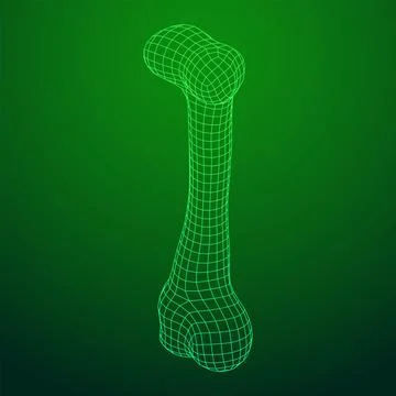Anatomy Dog Bone object. Wireframe low poly mesh Stock Illustration