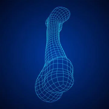 Anatomy Dog Bone object. Wireframe low poly mesh Stock Illustration