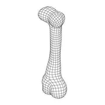 Anatomy Dog Bone object. Wireframe low poly mesh Stock Illustration