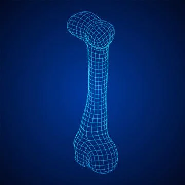 Anatomy Dog Bone object. Wireframe low poly mesh Stock Illustration