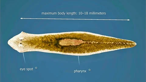 Anatomy of dugesia gonocephala 스톡 동영상 323196009