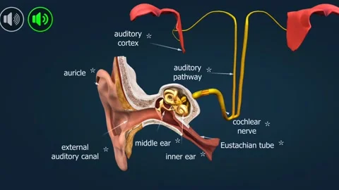 Anatomy of ear ossicles Stock Footage 303227237