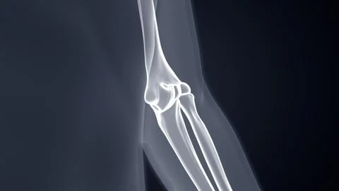 Anatomy of elbow joint Xray Microscopy 3d illustration Stock Illustration