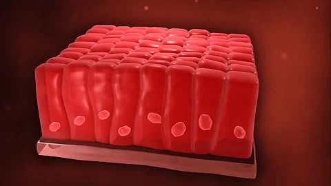 Anatomy of epithelial tissue Stock Footage 319938428