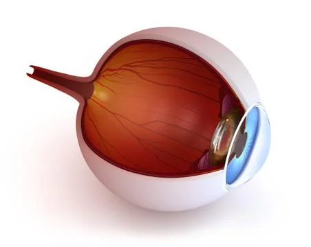 Anatomy of eye - inner structure isolated on white Stock Illustration