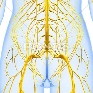 Anatomy of female body with nervous system ~ Clip Art #39466455