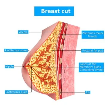 Anatomy of female breast with names Stock-Illustration