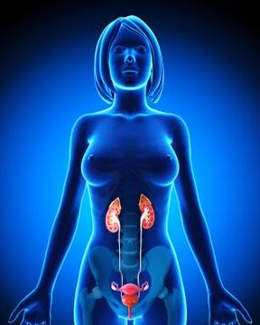 Anatomy of female urinary system Stock-Illustration