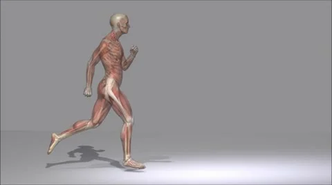 Anatomy Stock Footage 12204126