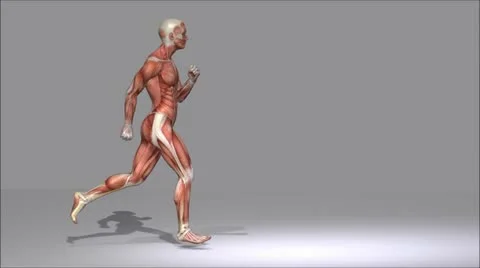 Anatomy Stock Footage 12204149