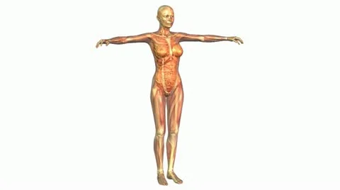 Anatomy Stock Footage 12385609