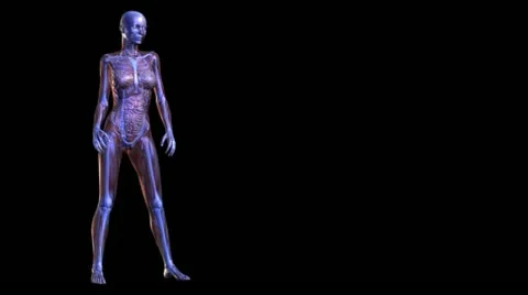 Anatomy Stock Footage 12385611