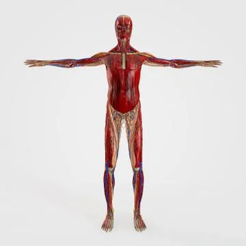 Anatomy front site isolated Stock Illustration