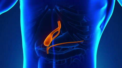 Anatomy Gallbladder new Stock Footage 49752875