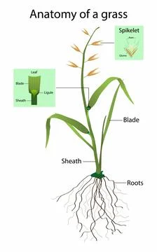 Anatomy of a grass, vegetation consisting of typically short plants with long Stock Illustration