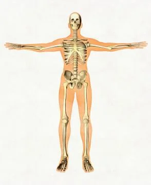 Anatomy guide of human skeleton. Didactic board of bony system. Front view Stock Illustration