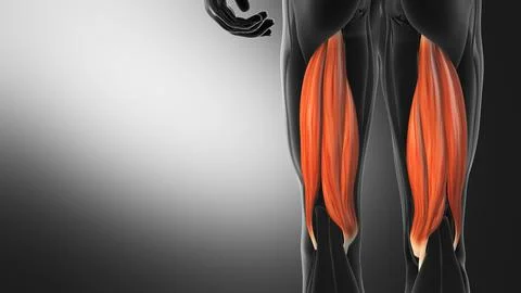 Anatomy of the Hamstring Muscles Stock Illustration