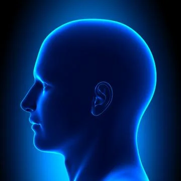 Anatomy Head - Side View - Blue concept 스톡 일러스트