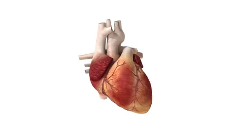 anatomy, heart Beat, pounding, animation | Stock Video | Pond5