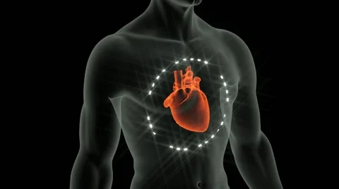 Anatomy of the heart Vidéo 41421575