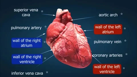 Anatomy of the heart Stock Footage 282125702