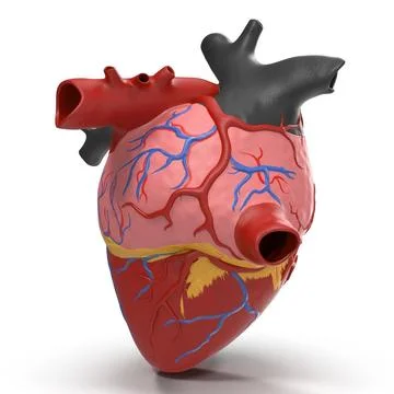 3D Model: Anatomy Heart Medical Plastic Model #90944281