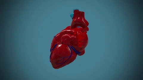 Anatomy of heart system, 3d render and loop animation Vídeos de archivo 111749421