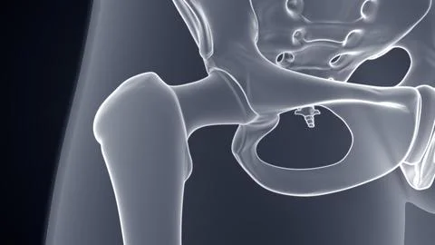 Anatomy of hip joint Xray Microscopy 3d illustration Stock Illustration