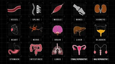 Anatomy HUD Stockbeeldmateriaal 305814448