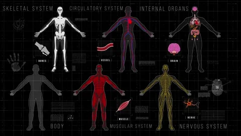 Anatomy HUD Stock Footage 305814623
