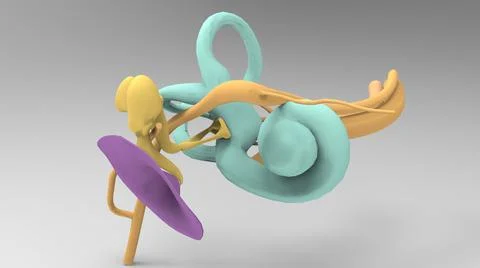 Anatomy of the human auditory system. Eardrum, cochlea, ossicles, auditory nerve Stock Illustration