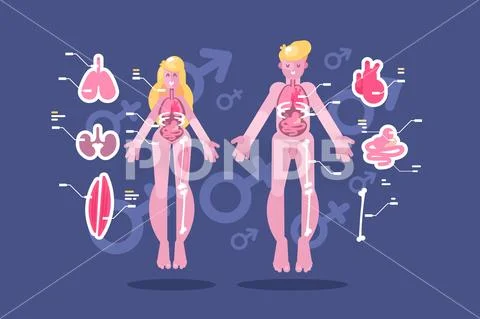 Anatomy of human body flat infographic Stock Illustration