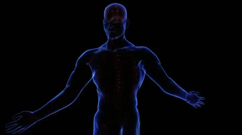 Anatomy of the human body Vidéo 21893201