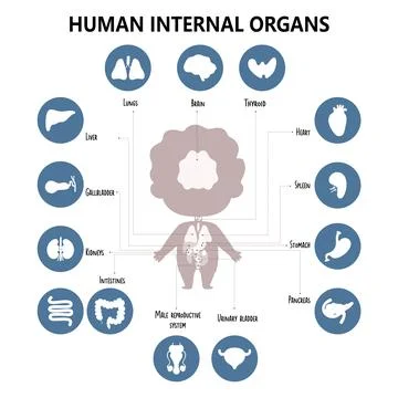 Anatomy human body. Infographics with visual scheme internal male organs, i.. Stock Illustration