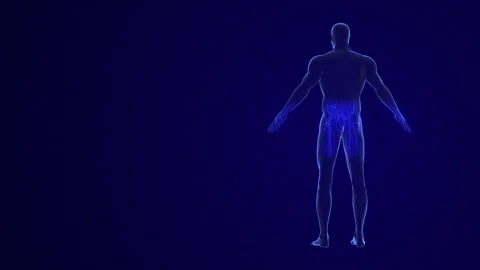 Anatomy of human body with organs system Stock Footage 280642278