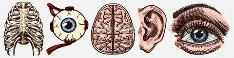 Anatomy of human bones. Organ systems. Rib cage and ear, Thorax and brain, eye Stock Illustrationen