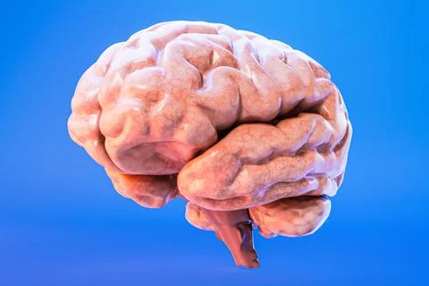 Anatomy Human Brain 3D Model Stock Illustration