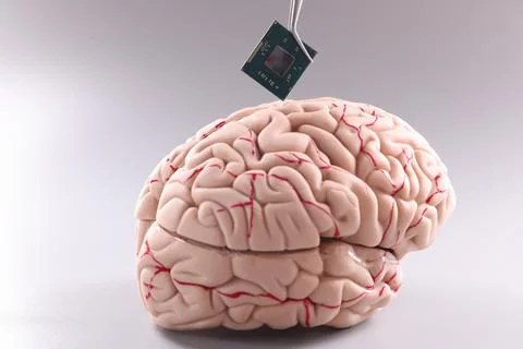 Anatomy of human brain with computer chip Stock-Fotos