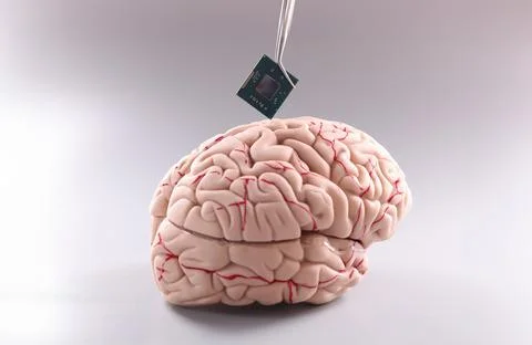 Anatomy of human brain with computer chip Stock-Fotos