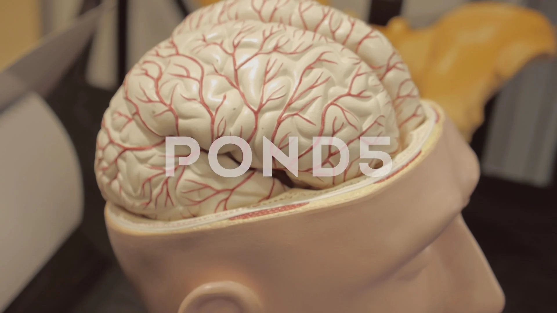 human brain in head
