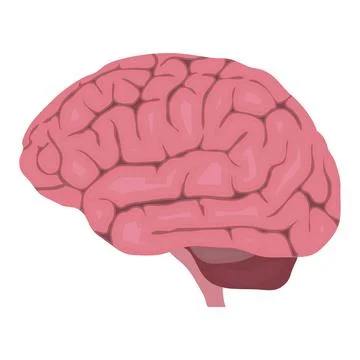 Anatomy of human brain pink vector illustration isolated on white background. Illustrazione stock