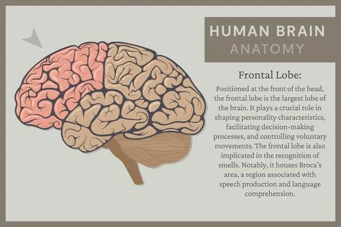 Anatomy of the Human Brain: Structure and Functions. Vector Illustration fo.. Illustrazione stock
