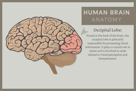 Anatomy of the Human Brain: Structure and Functions. Vector Illustration fo.. Illustrazione stock