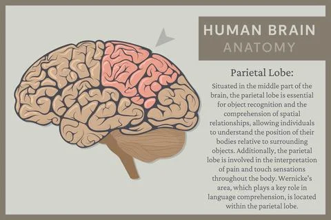Anatomy of the Human Brain: Structure and Functions. Vector Illustration fo.. Illustrazione stock