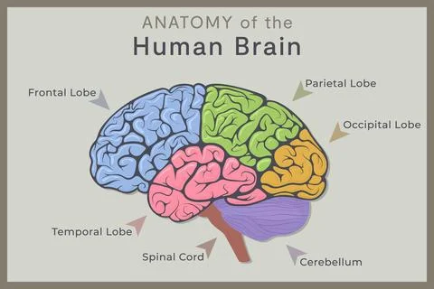 Anatomy of the Human Brain: Structure and Functions. Vector Illustration fo.. Illustrazione stock